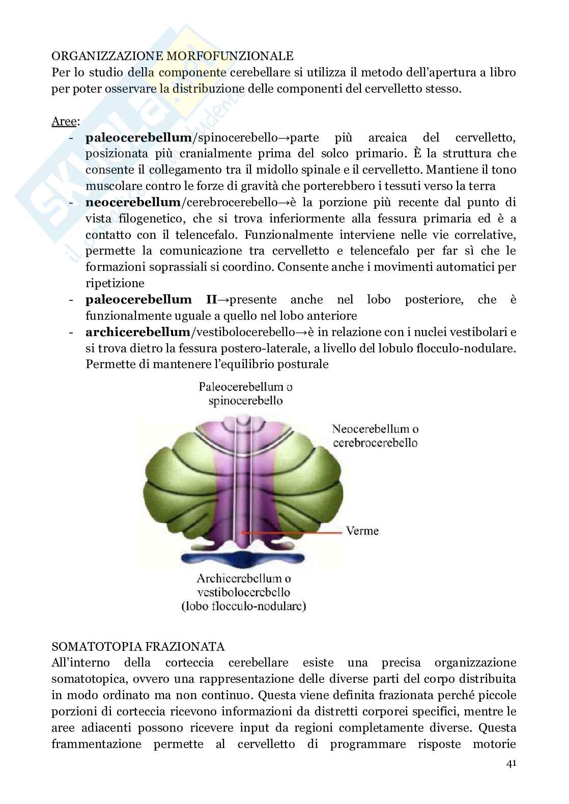 Neuroanatomia (anatomia umana I)  Pag. 41