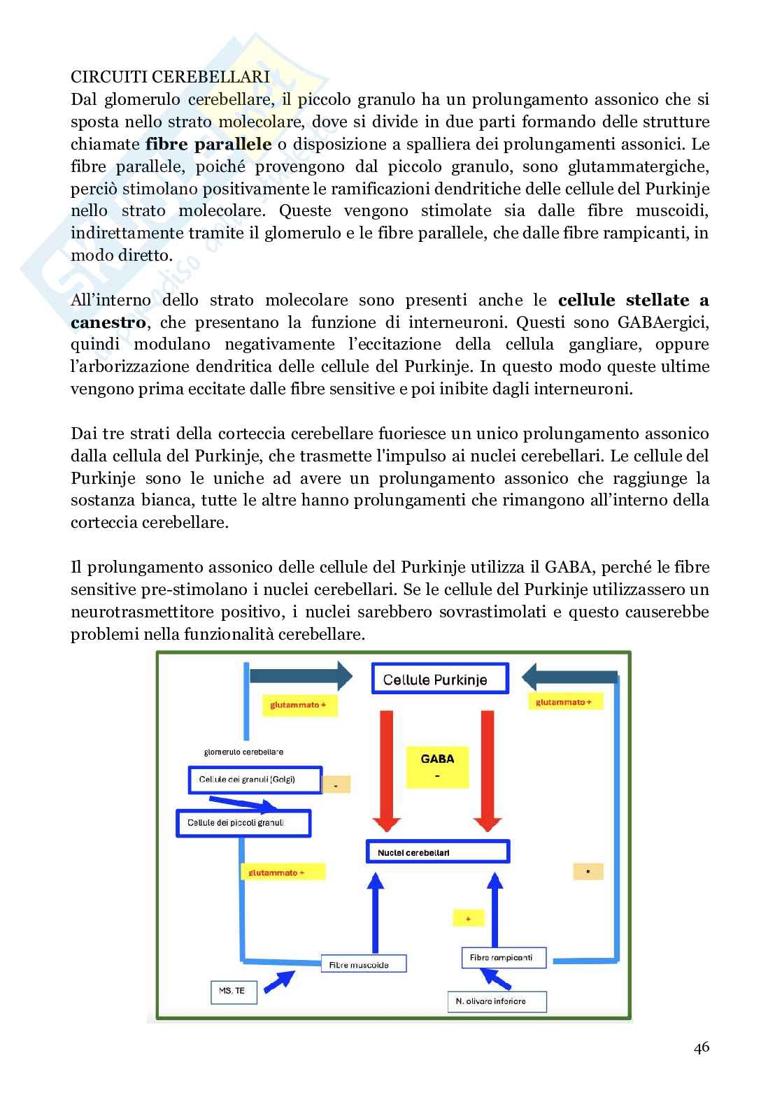 Neuroanatomia (anatomia umana I)  Pag. 46
