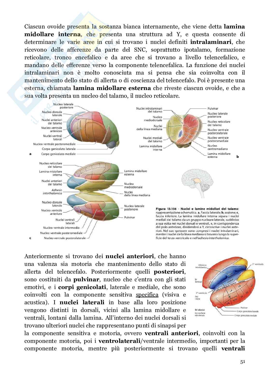 Neuroanatomia (anatomia umana I)  Pag. 51