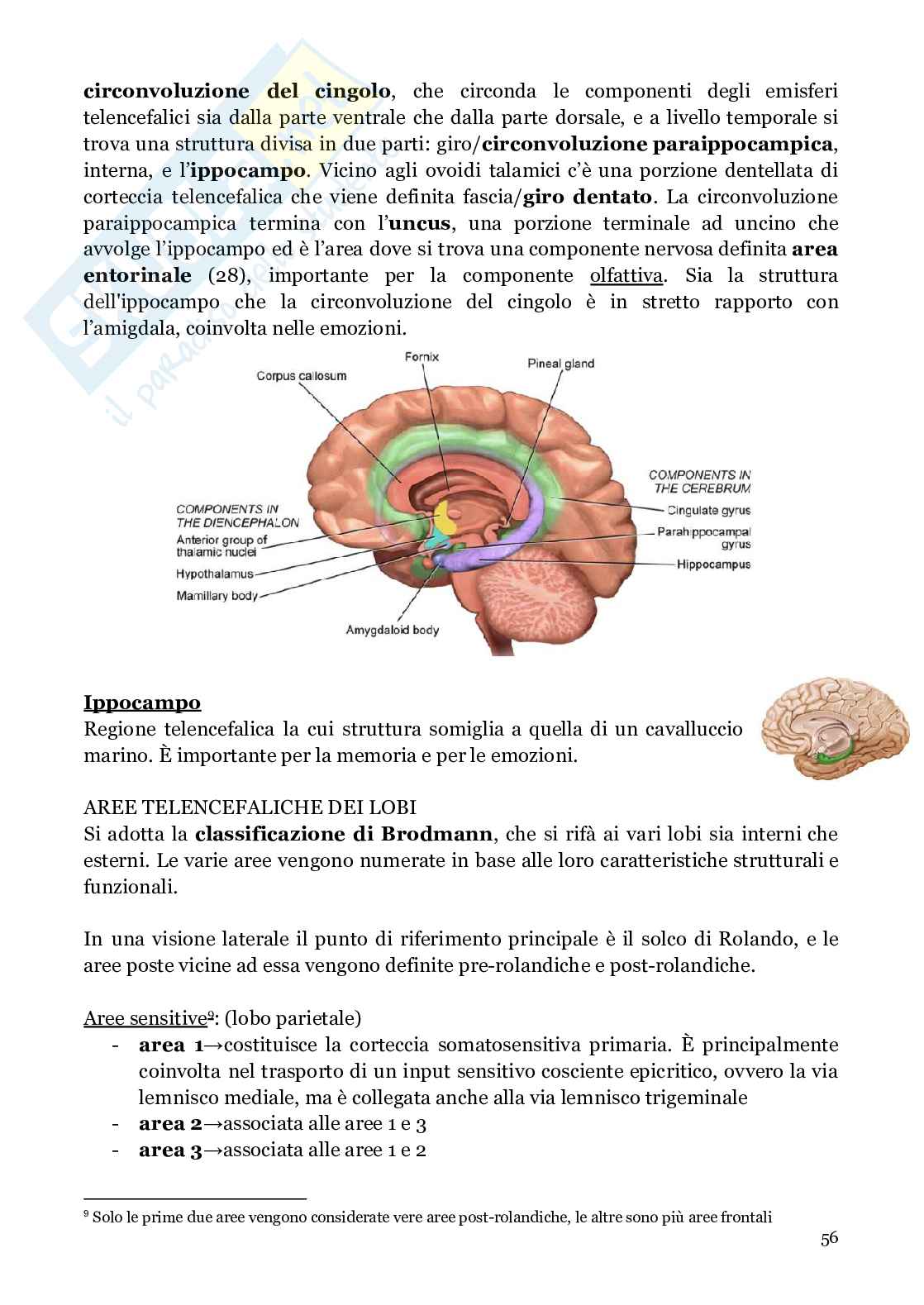 Neuroanatomia (anatomia umana I)  Pag. 56