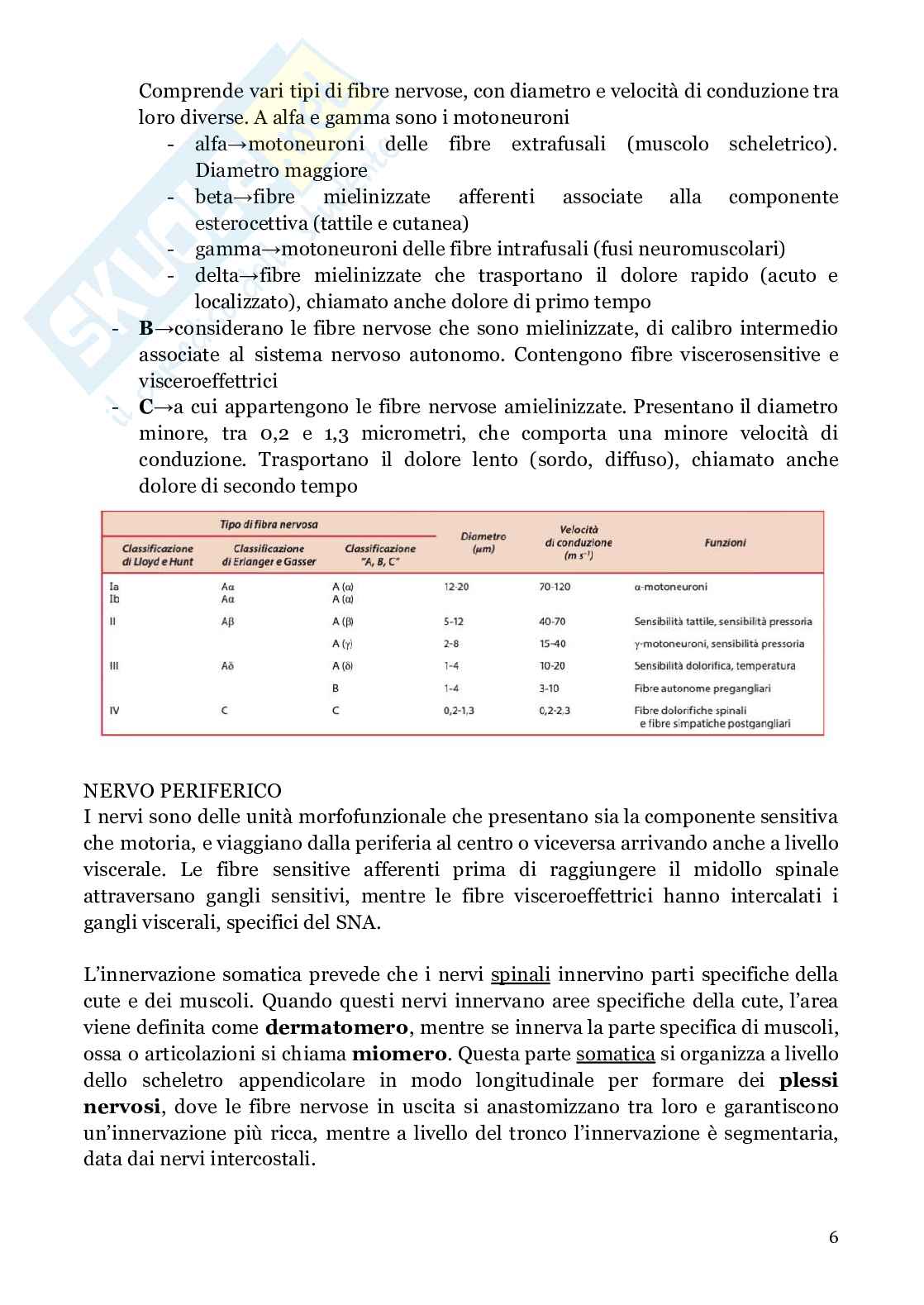 Neuroanatomia (anatomia umana I)  Pag. 6