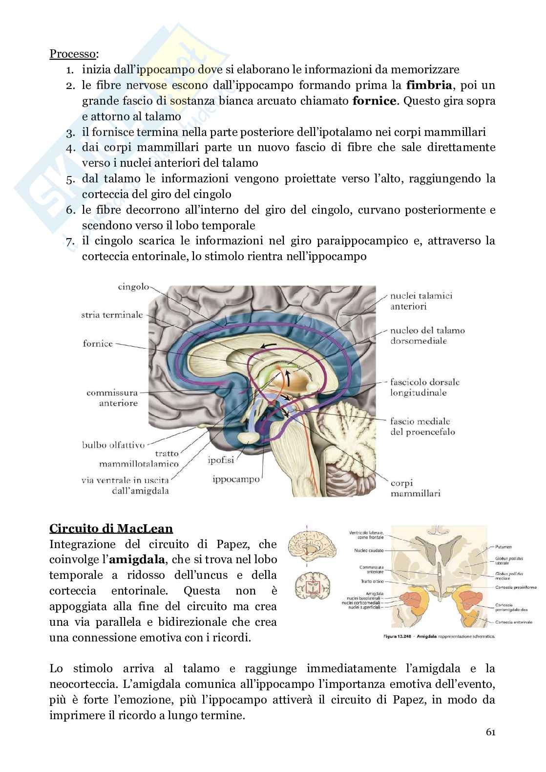 Neuroanatomia (anatomia umana I)  Pag. 61