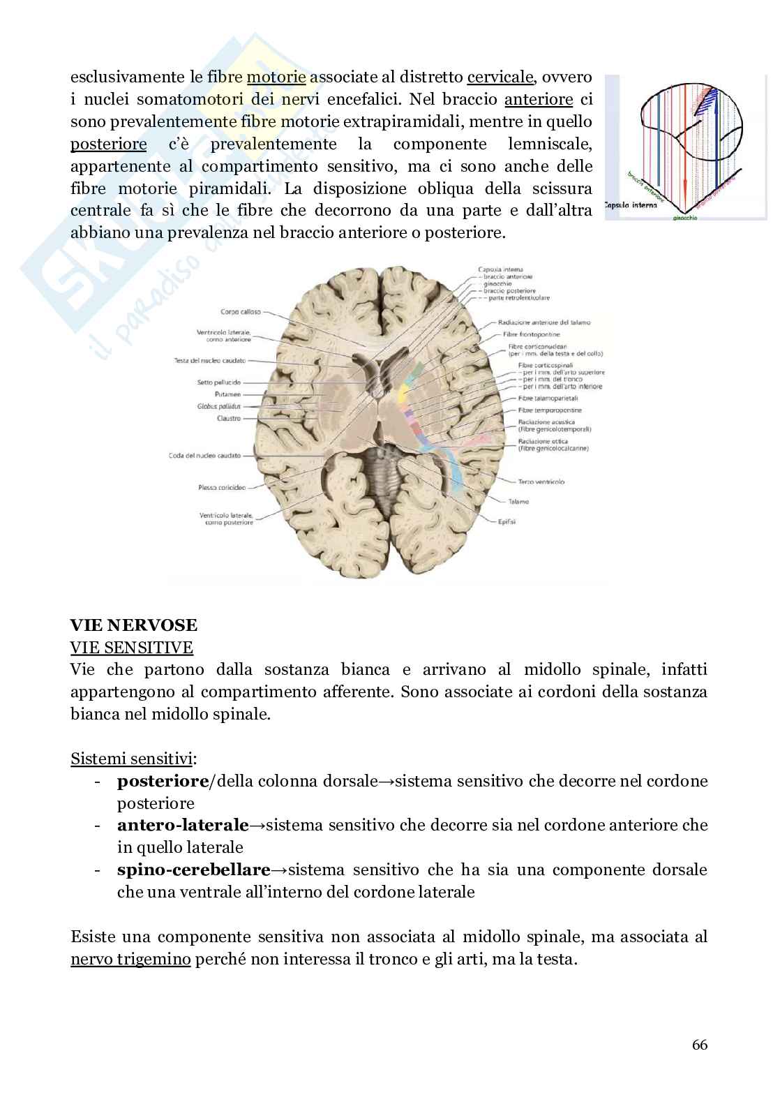 Neuroanatomia (anatomia umana I)  Pag. 66