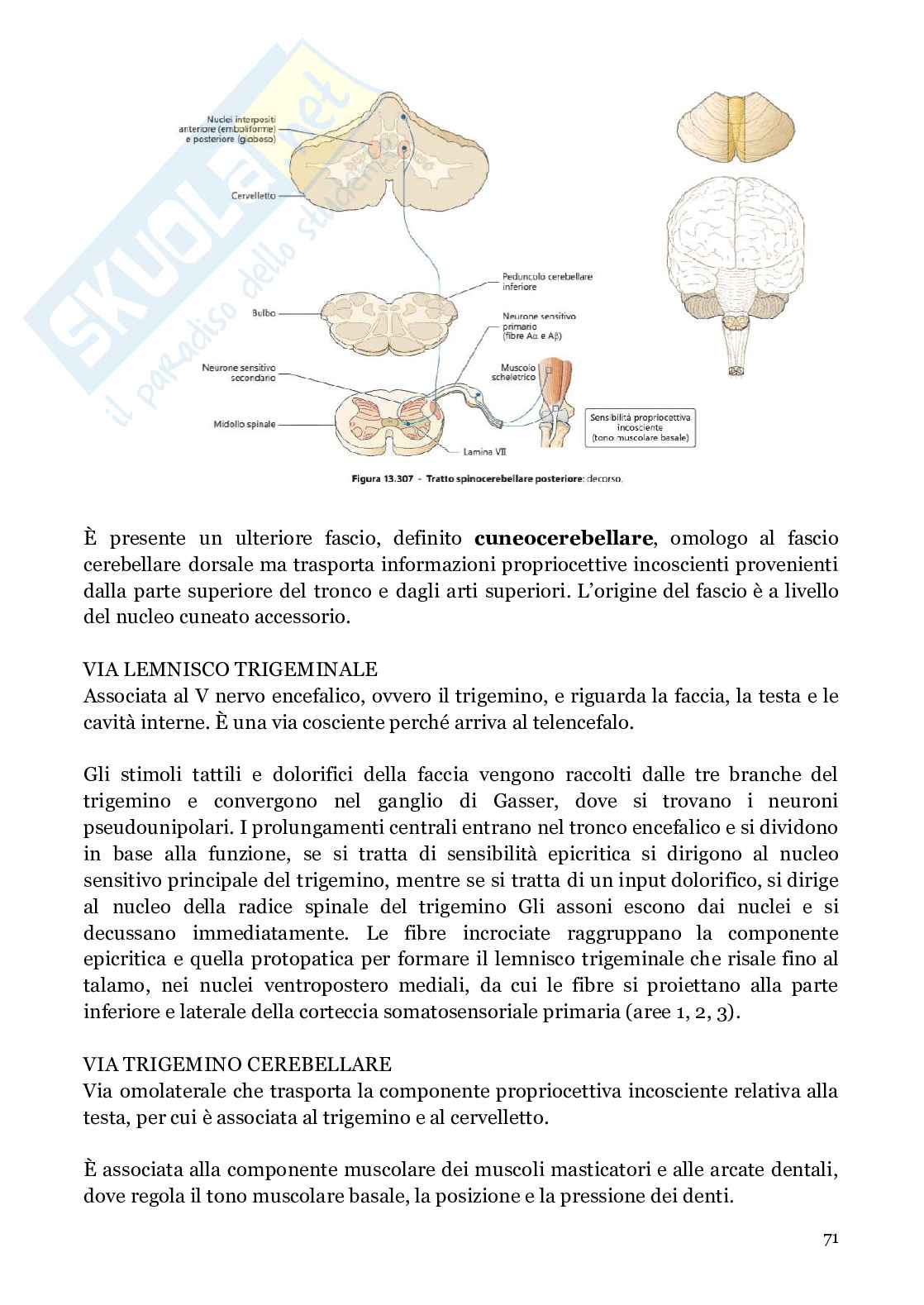 Neuroanatomia (anatomia umana I)  Pag. 71