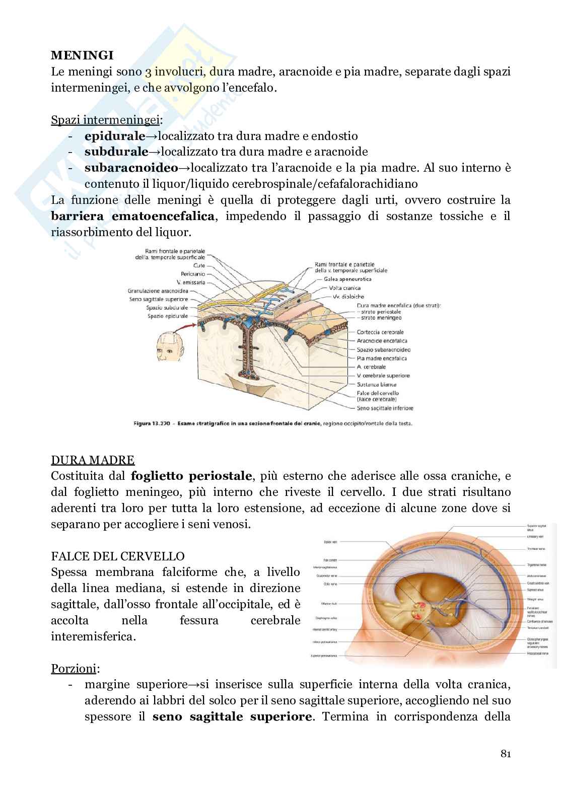 Neuroanatomia (anatomia umana I)  Pag. 81