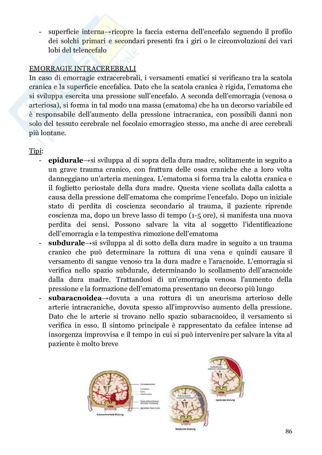 Neuroanatomia (anatomia umana I)  Pag. 86