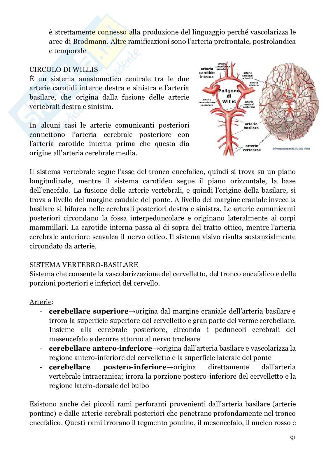 Neuroanatomia (anatomia umana I)  Pag. 91