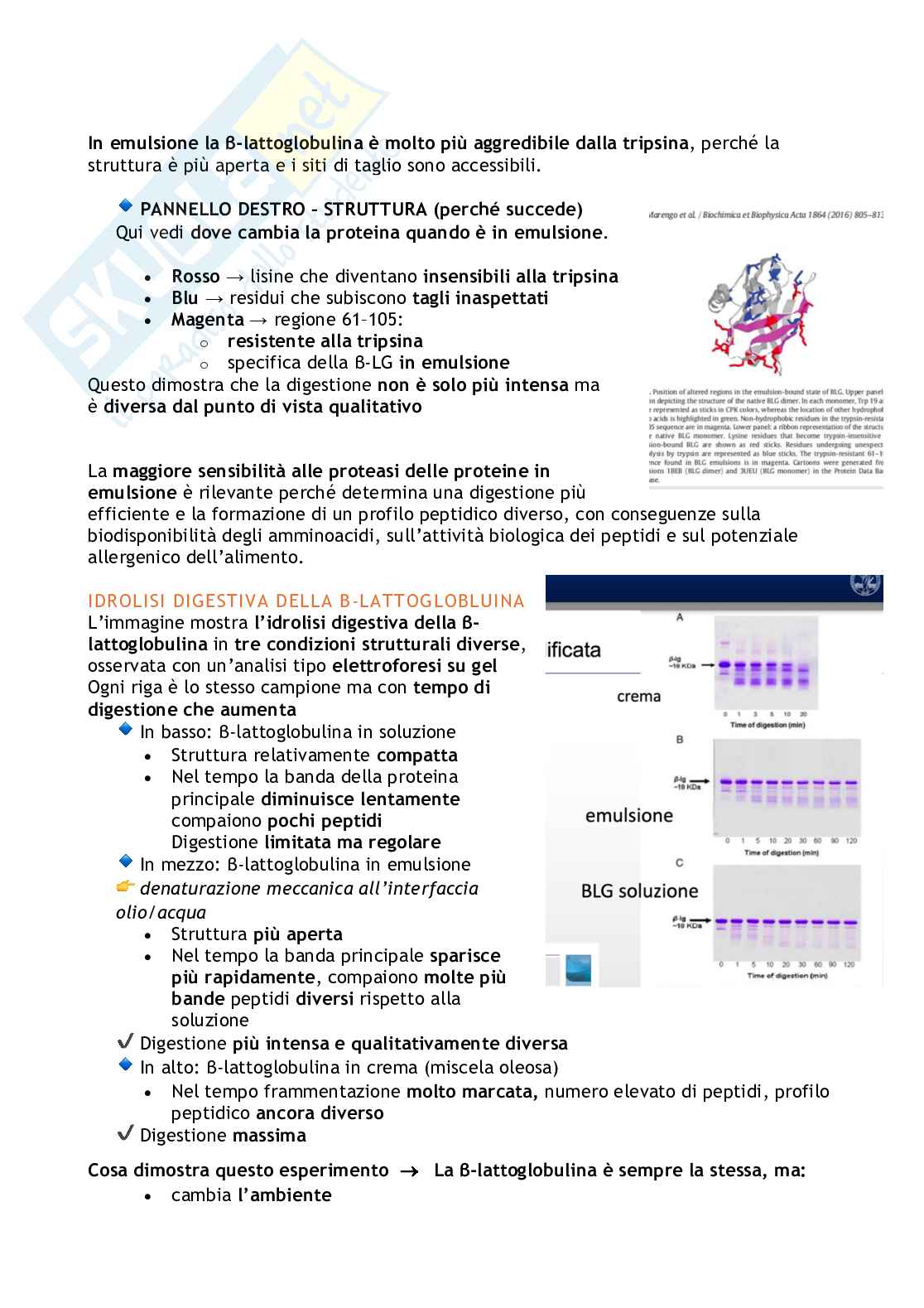Biochimica degli alimenti e della nutrizione  Pag. 21