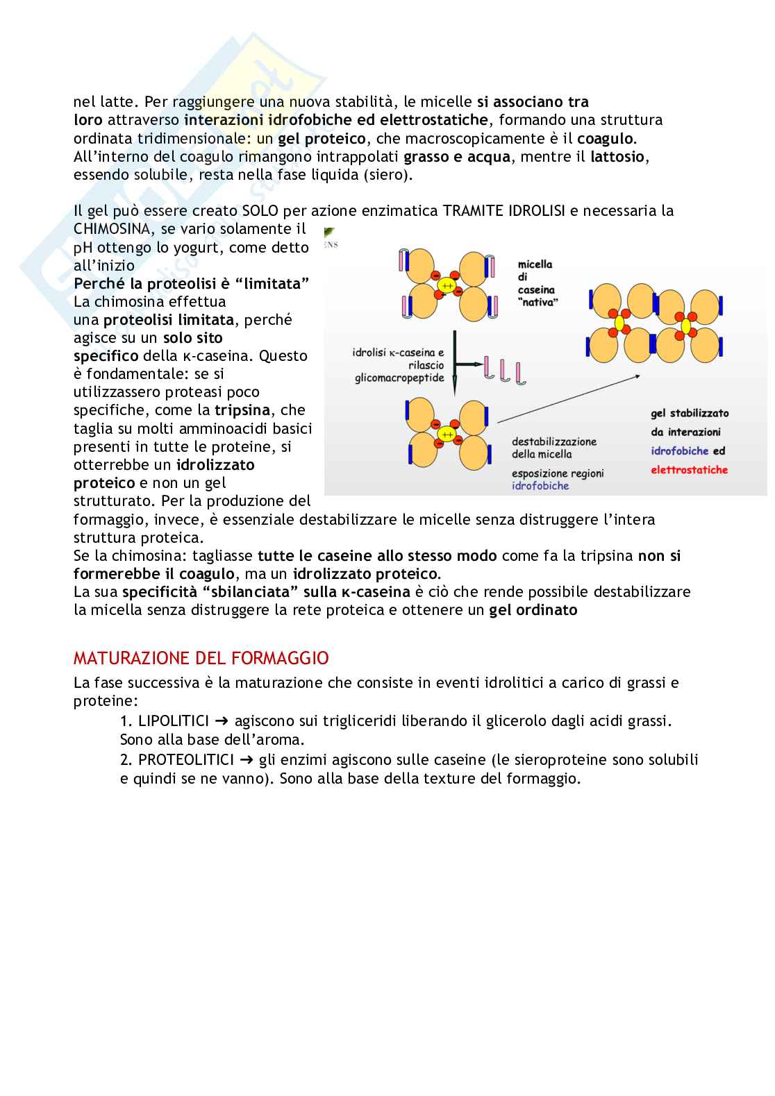 Biochimica degli alimenti e della nutrizione  Pag. 36