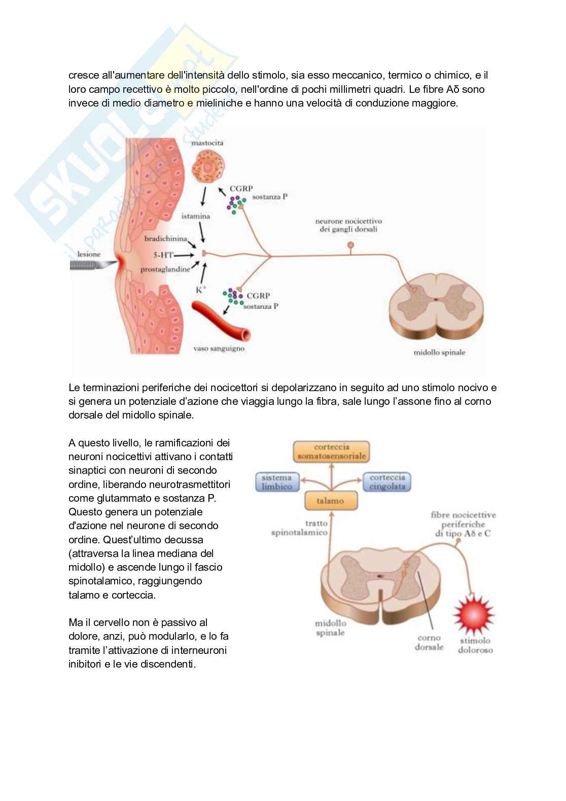 Appunti di Farmacognosia completi per preparazione esame  Pag. 46