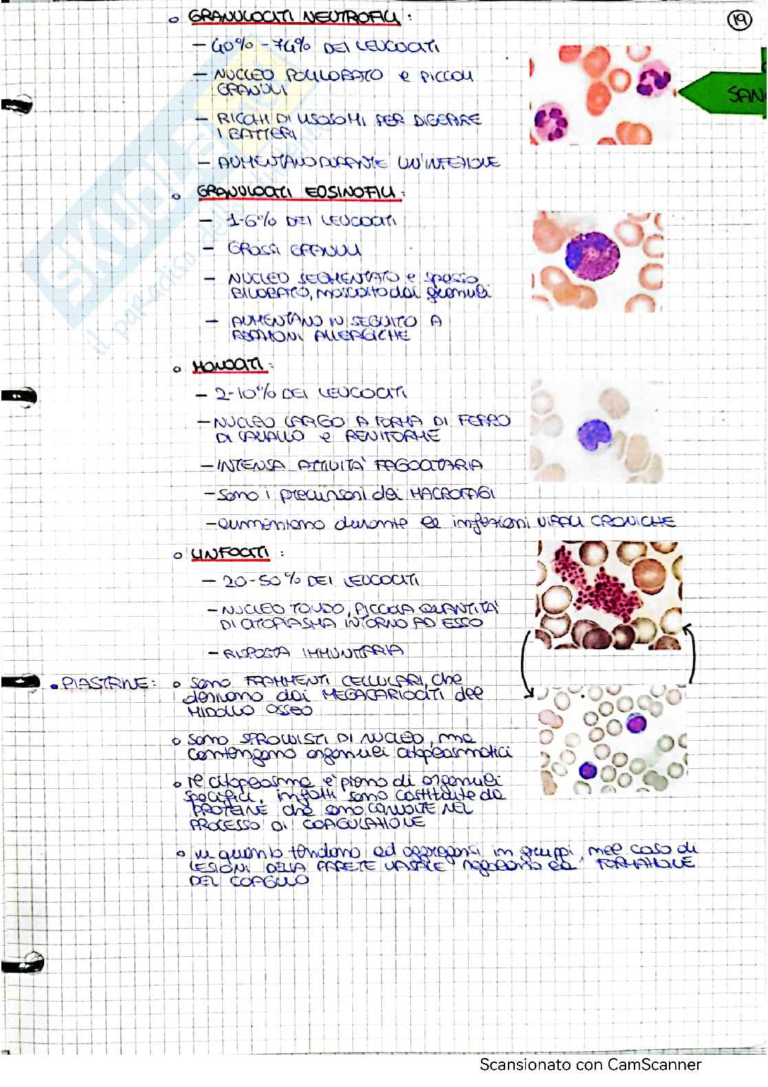 Appunti Anatomia - 1 parte Pag. 21