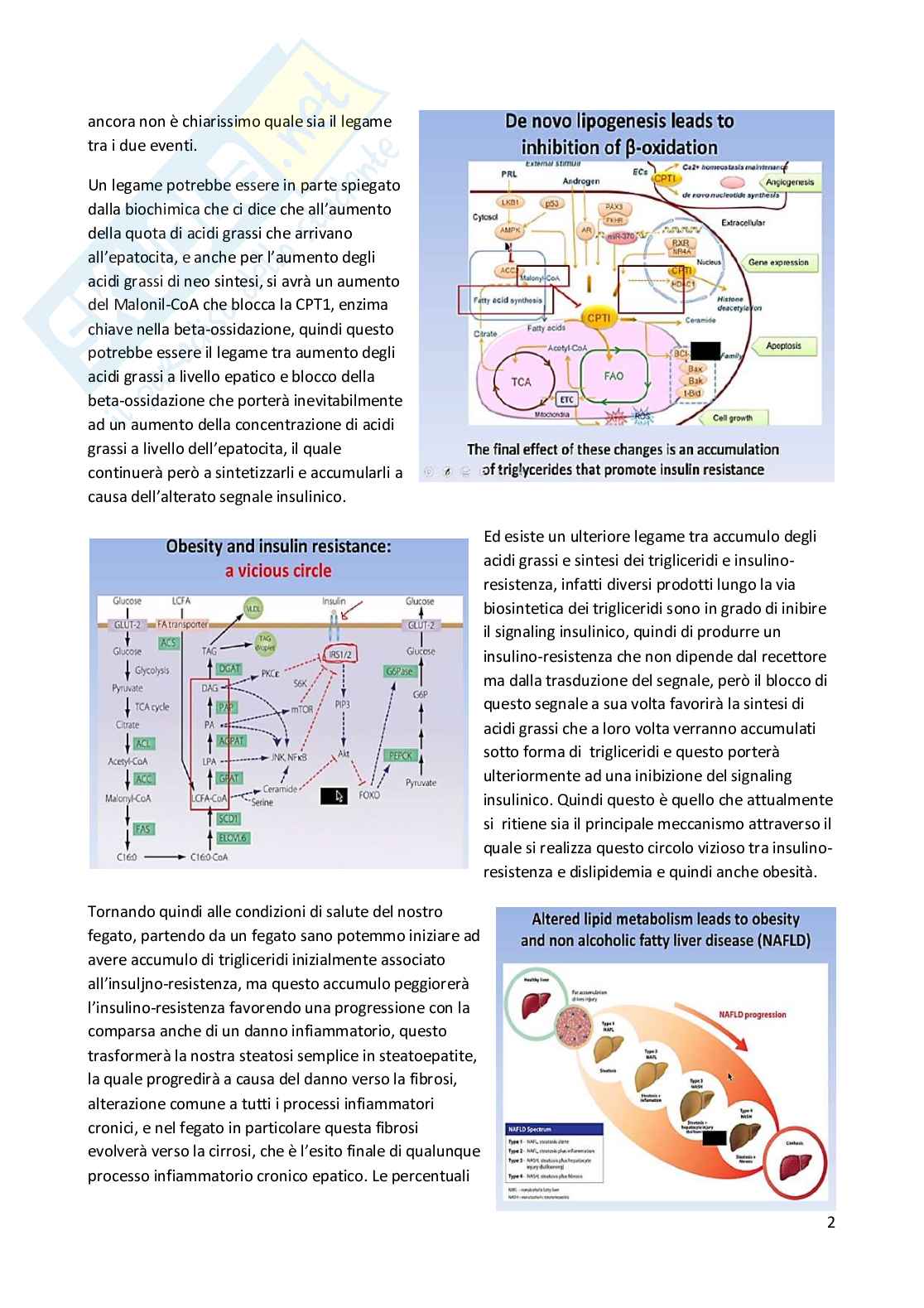 Patologia generale e fondamenti di fisiopatologia - parte 7 Pag. 16