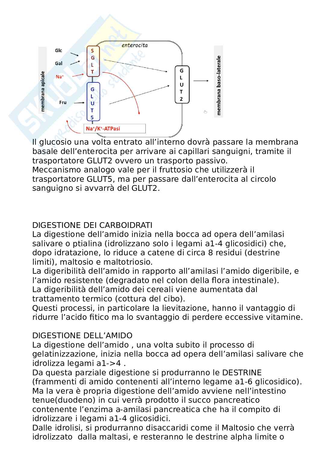 Alimentazione e nutrizione umana 1 Pag. 26