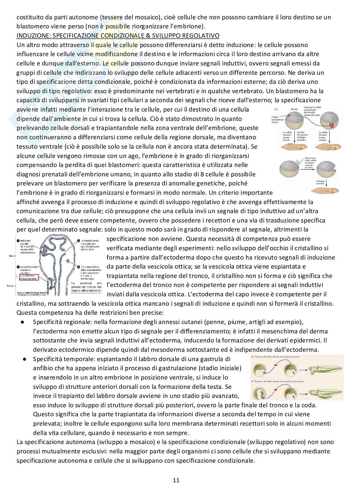 Biologia dello sviluppo - Appunti completi dalle lezioni Pag. 11