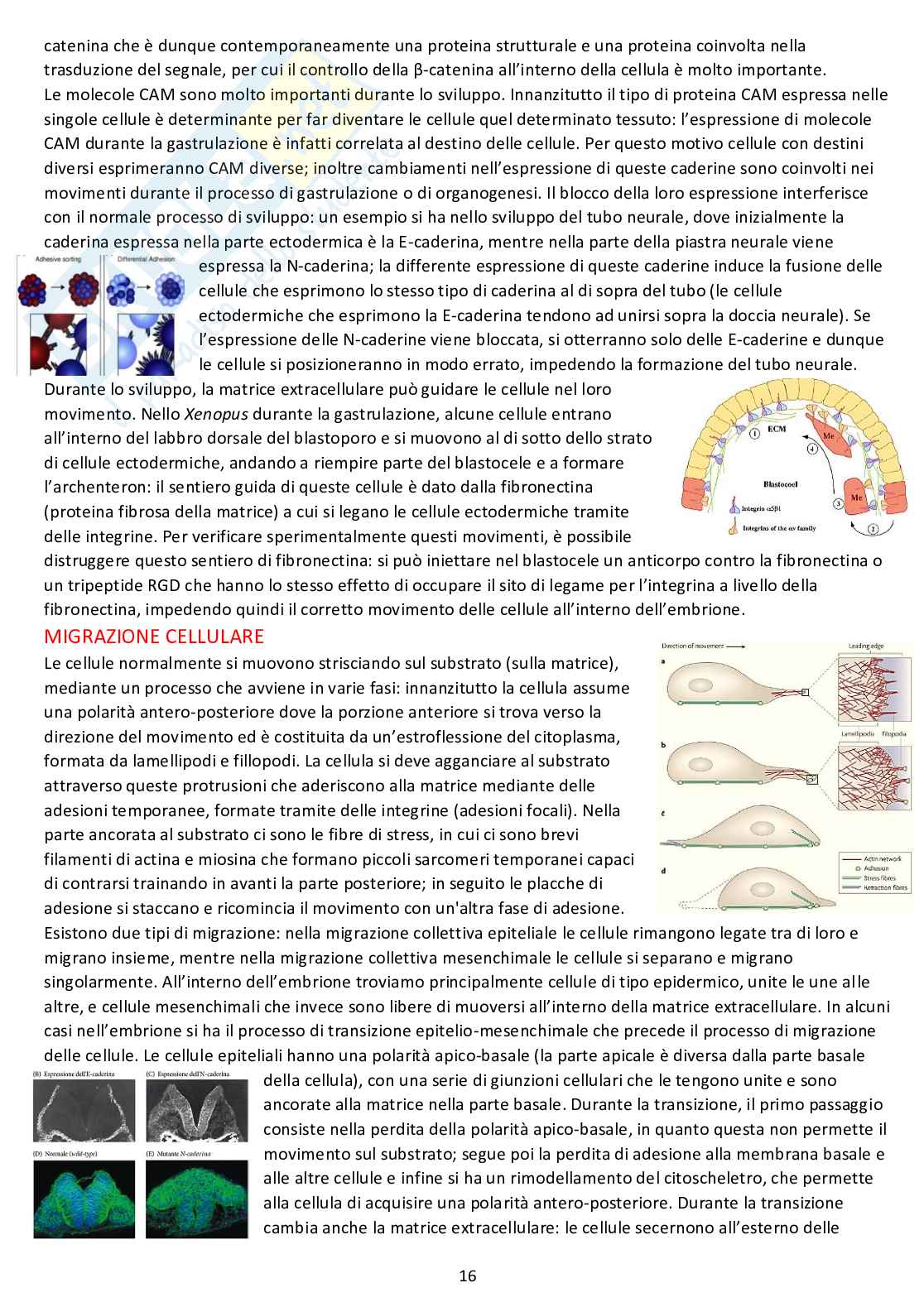 Biologia dello sviluppo - Appunti completi dalle lezioni Pag. 16