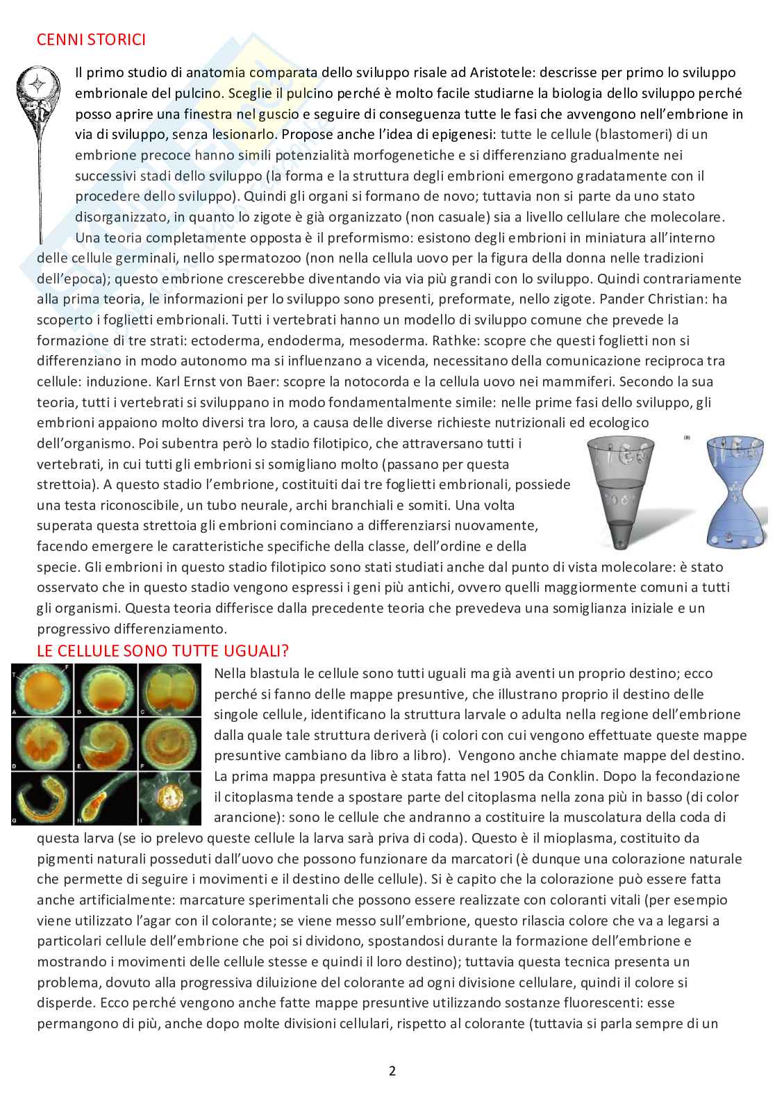 Biologia dello sviluppo - Appunti completi dalle lezioni Pag. 2