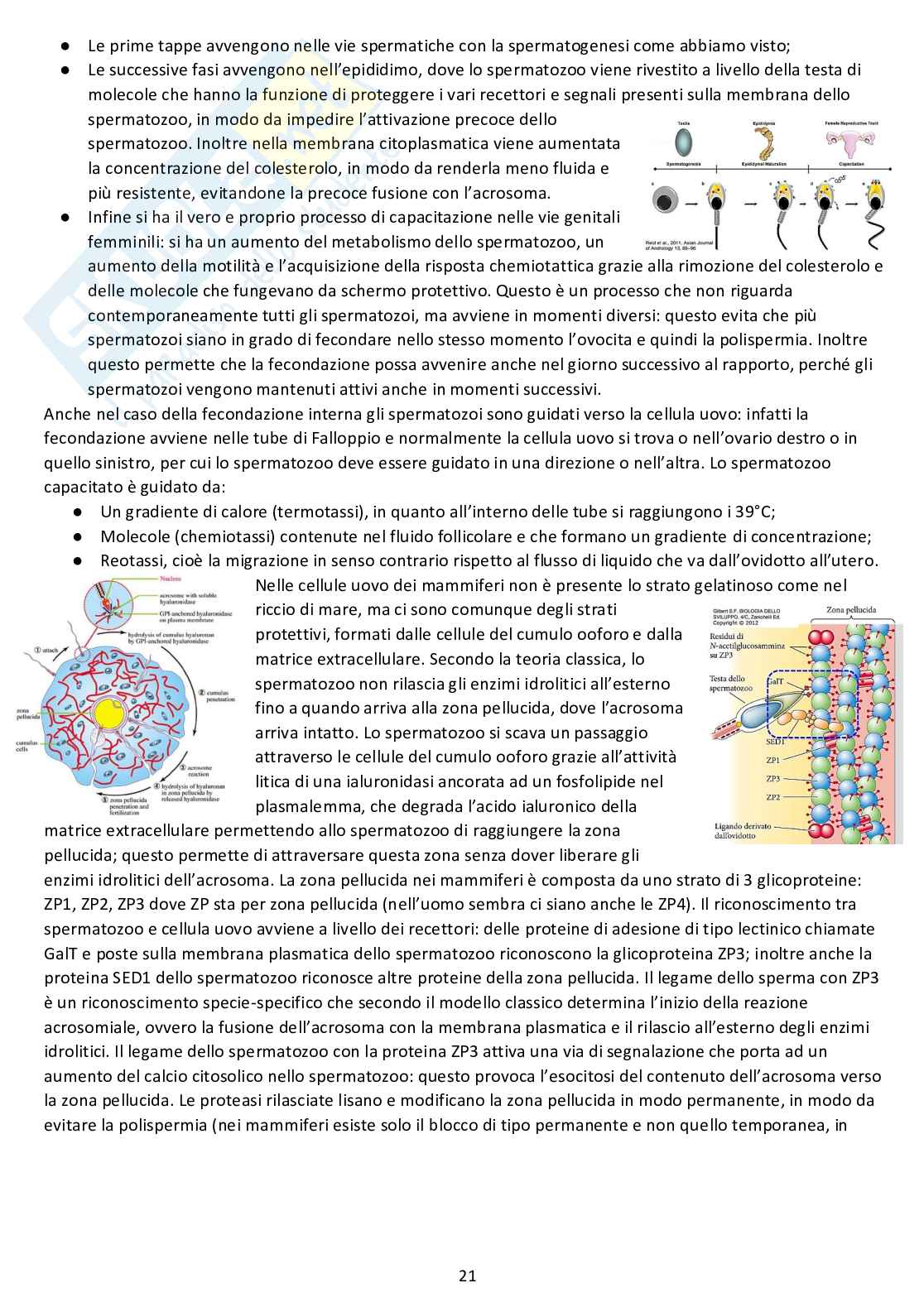 Biologia dello sviluppo - Appunti completi dalle lezioni Pag. 21