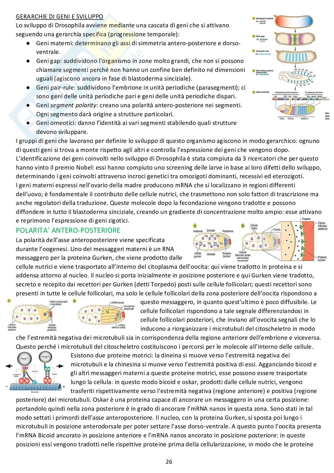 Biologia dello sviluppo - Appunti completi dalle lezioni Pag. 26