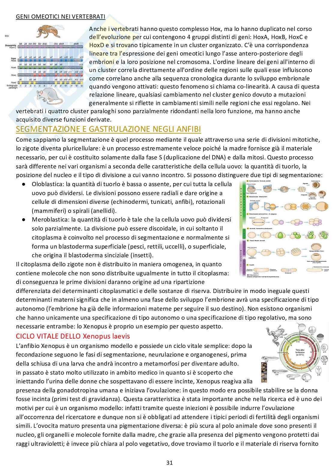 Biologia dello sviluppo - Appunti completi dalle lezioni Pag. 31