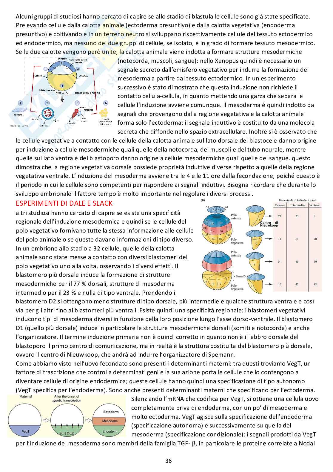 Biologia dello sviluppo - Appunti completi dalle lezioni Pag. 36