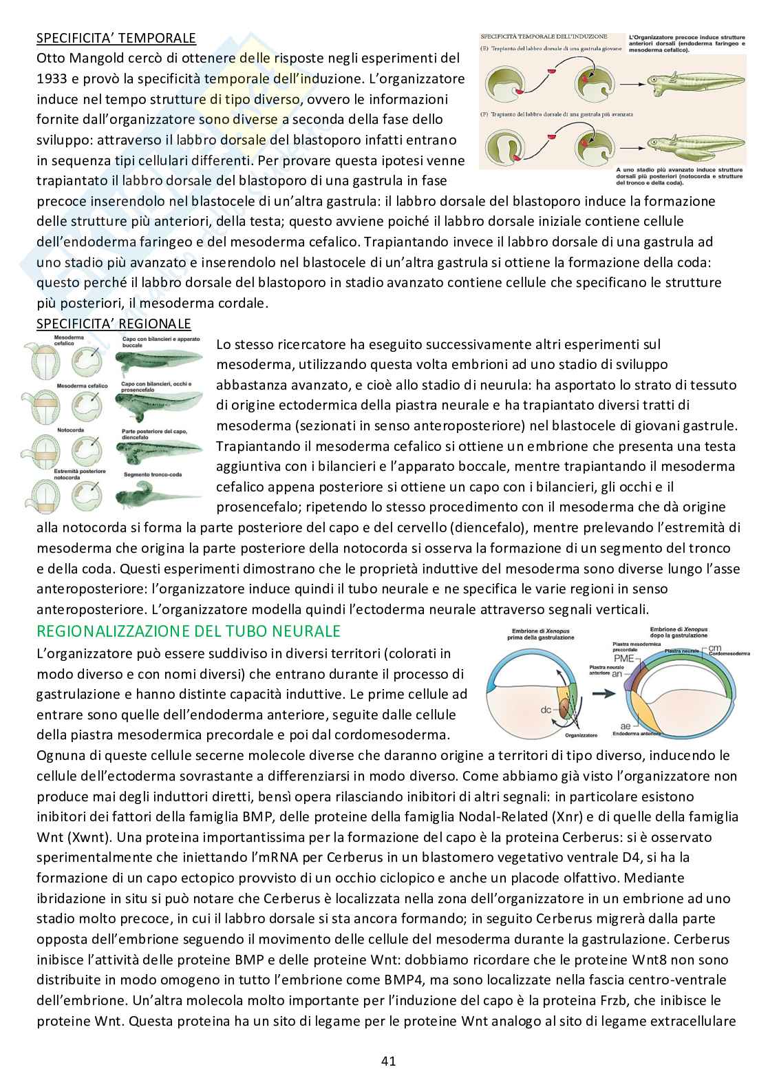 Biologia dello sviluppo - Appunti completi dalle lezioni Pag. 41