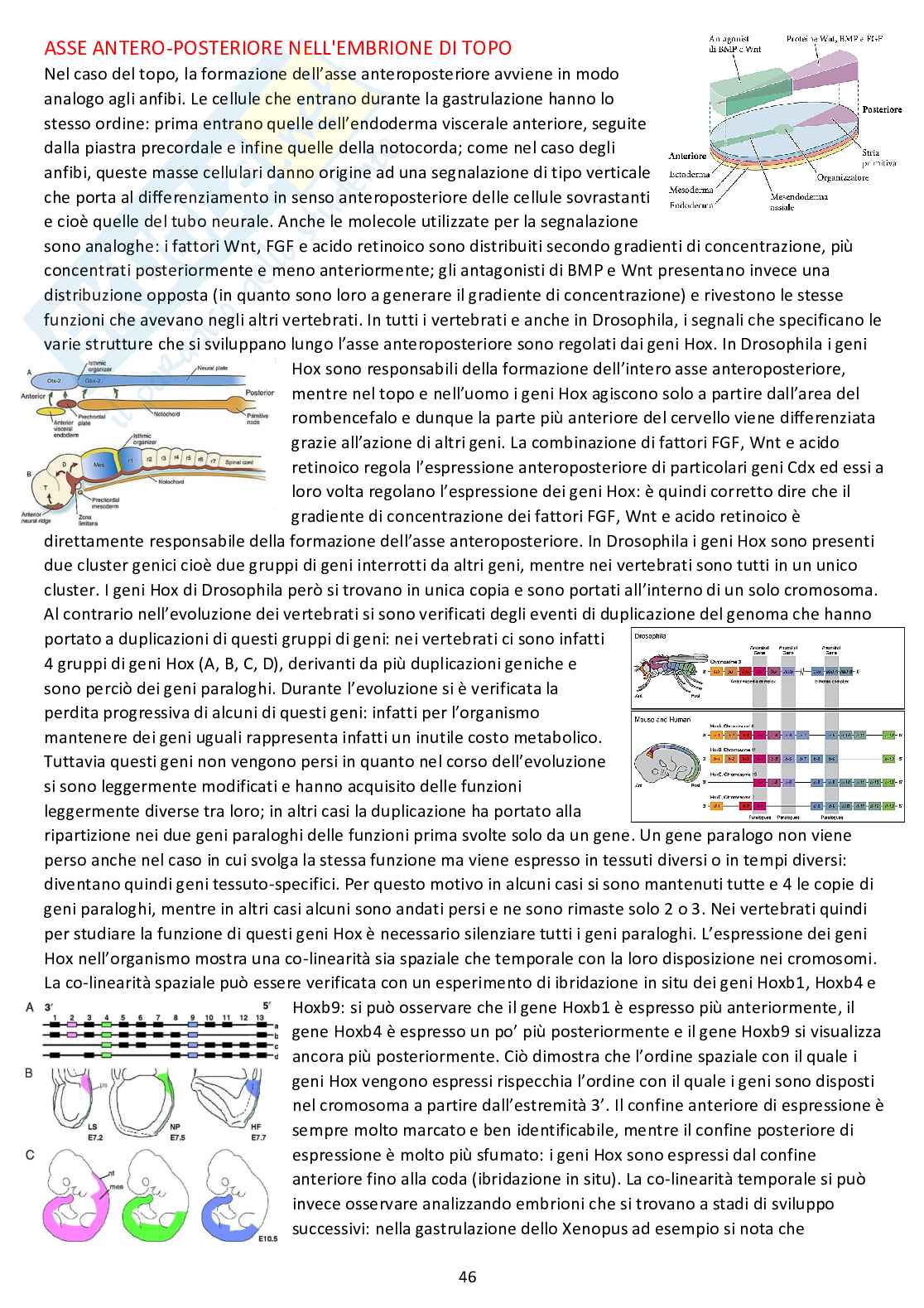 Biologia dello sviluppo - Appunti completi dalle lezioni Pag. 46