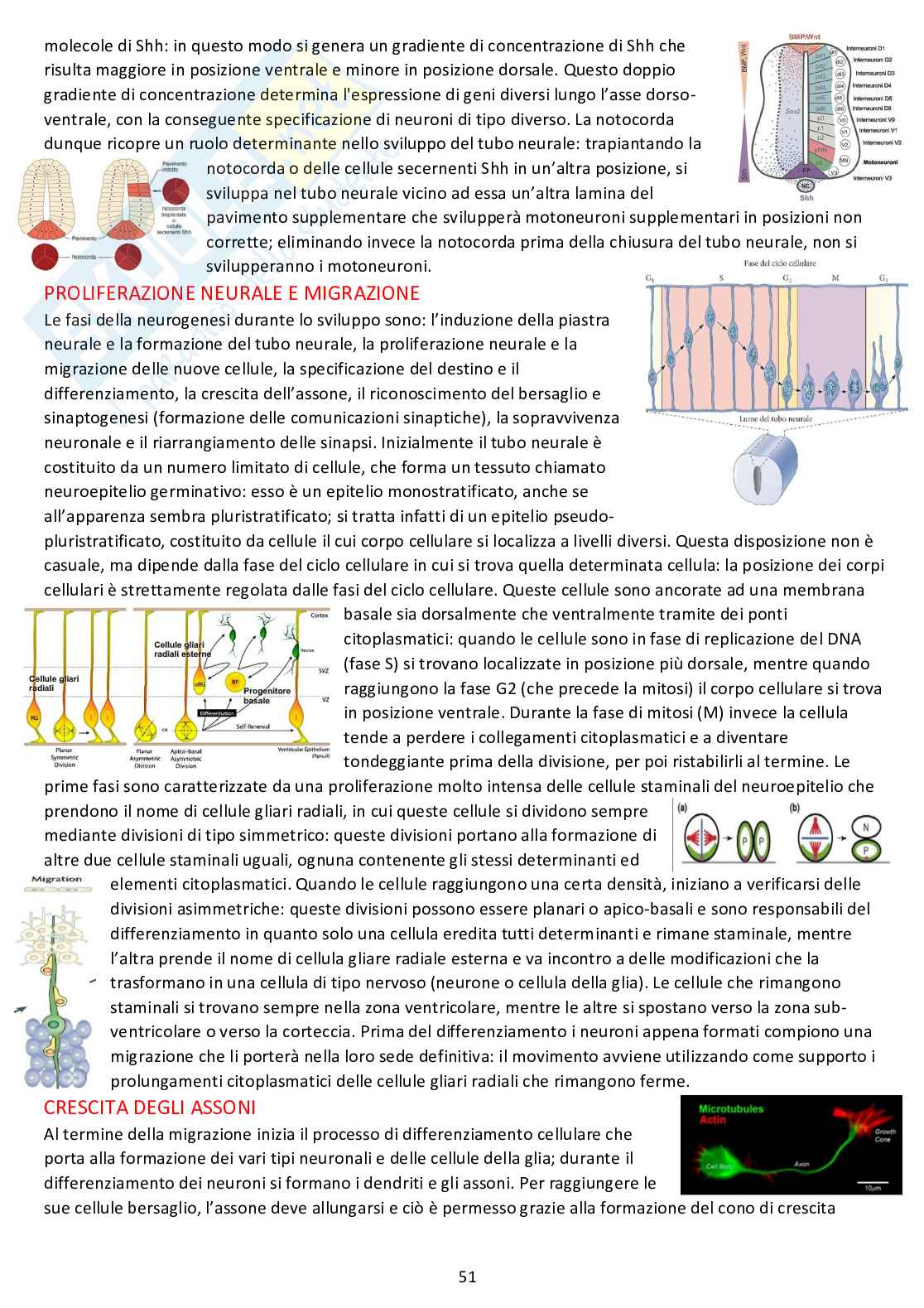 Biologia dello sviluppo - Appunti completi dalle lezioni Pag. 51