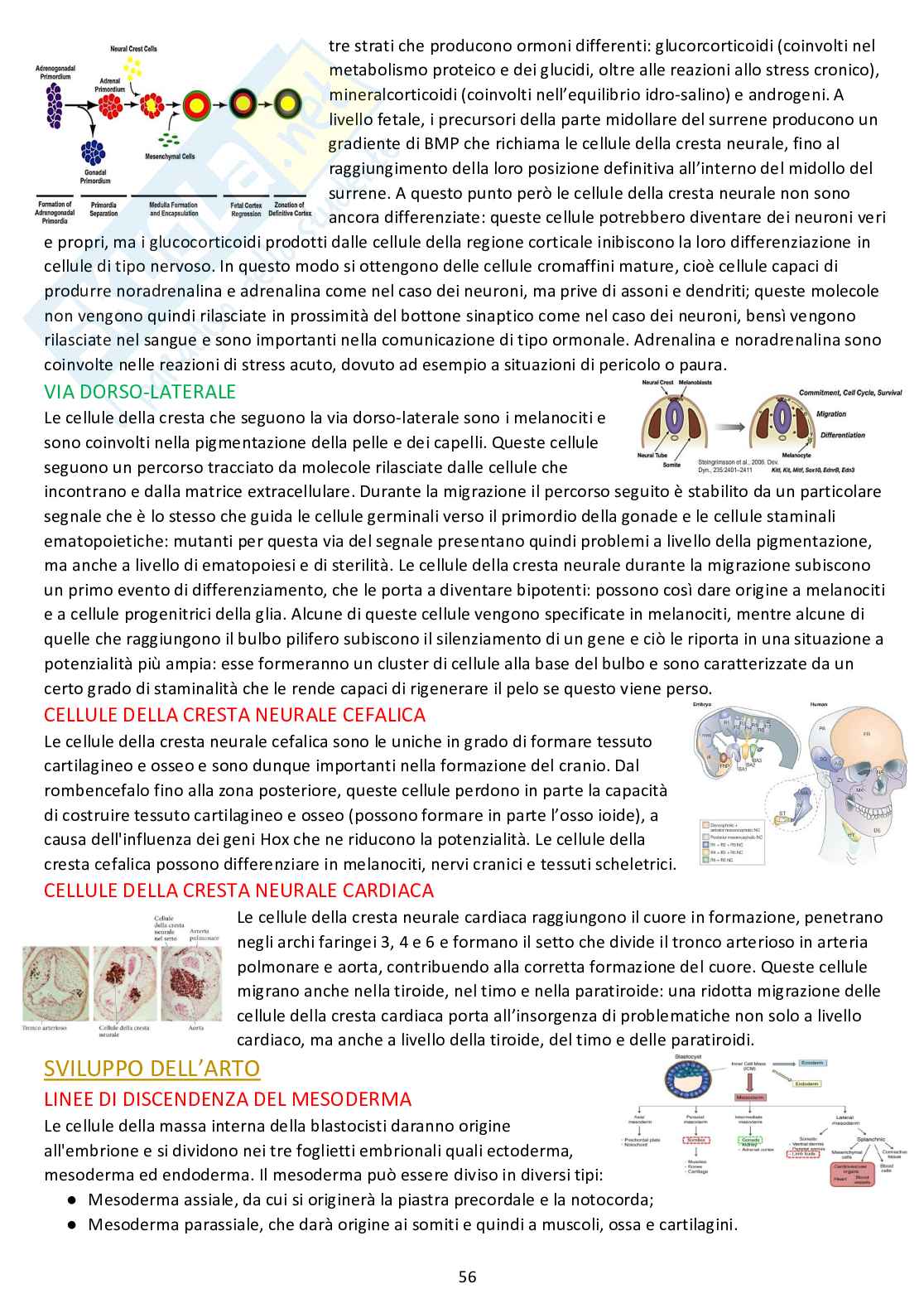 Biologia dello sviluppo - Appunti completi dalle lezioni Pag. 56