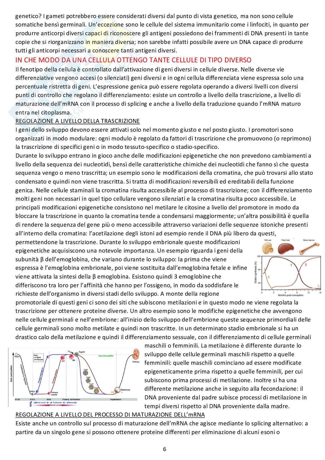 Biologia dello sviluppo - Appunti completi dalle lezioni Pag. 6