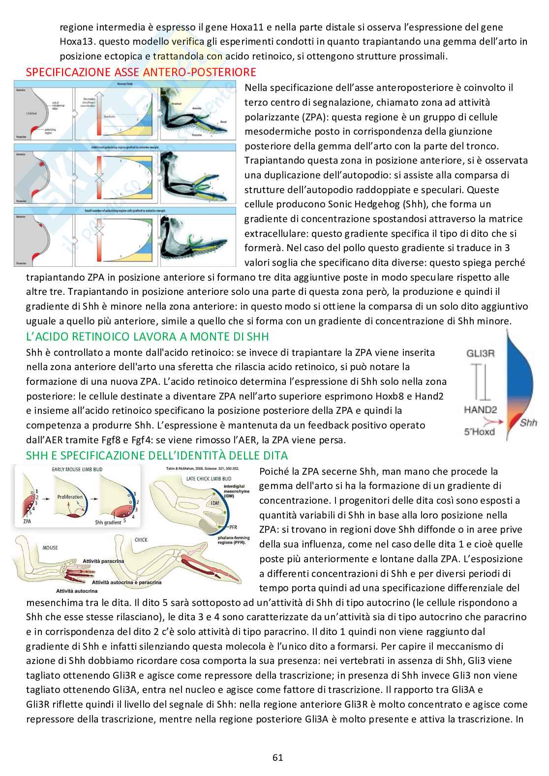 Biologia dello sviluppo - Appunti completi dalle lezioni Pag. 61