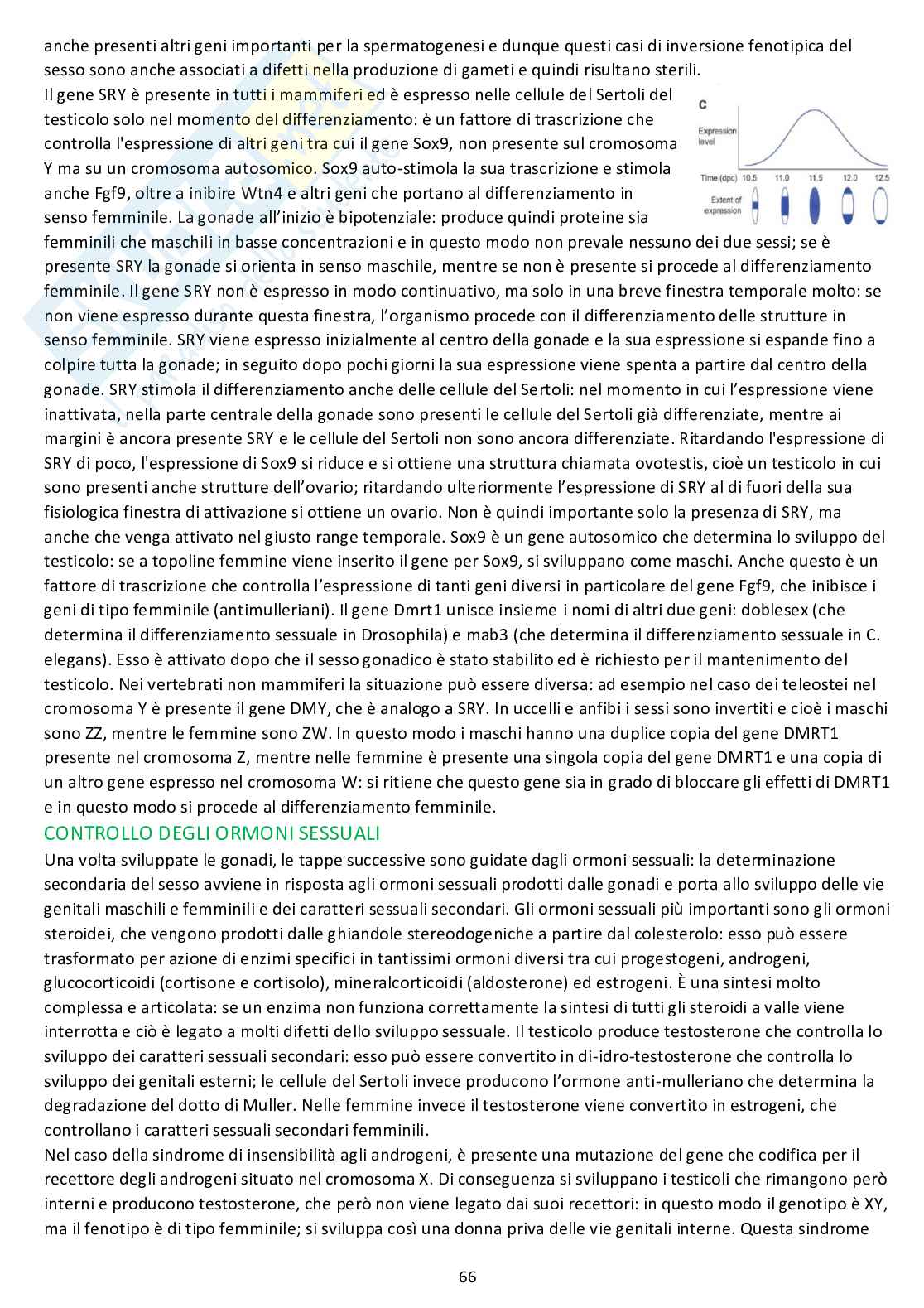 Biologia dello sviluppo - Appunti completi dalle lezioni Pag. 66