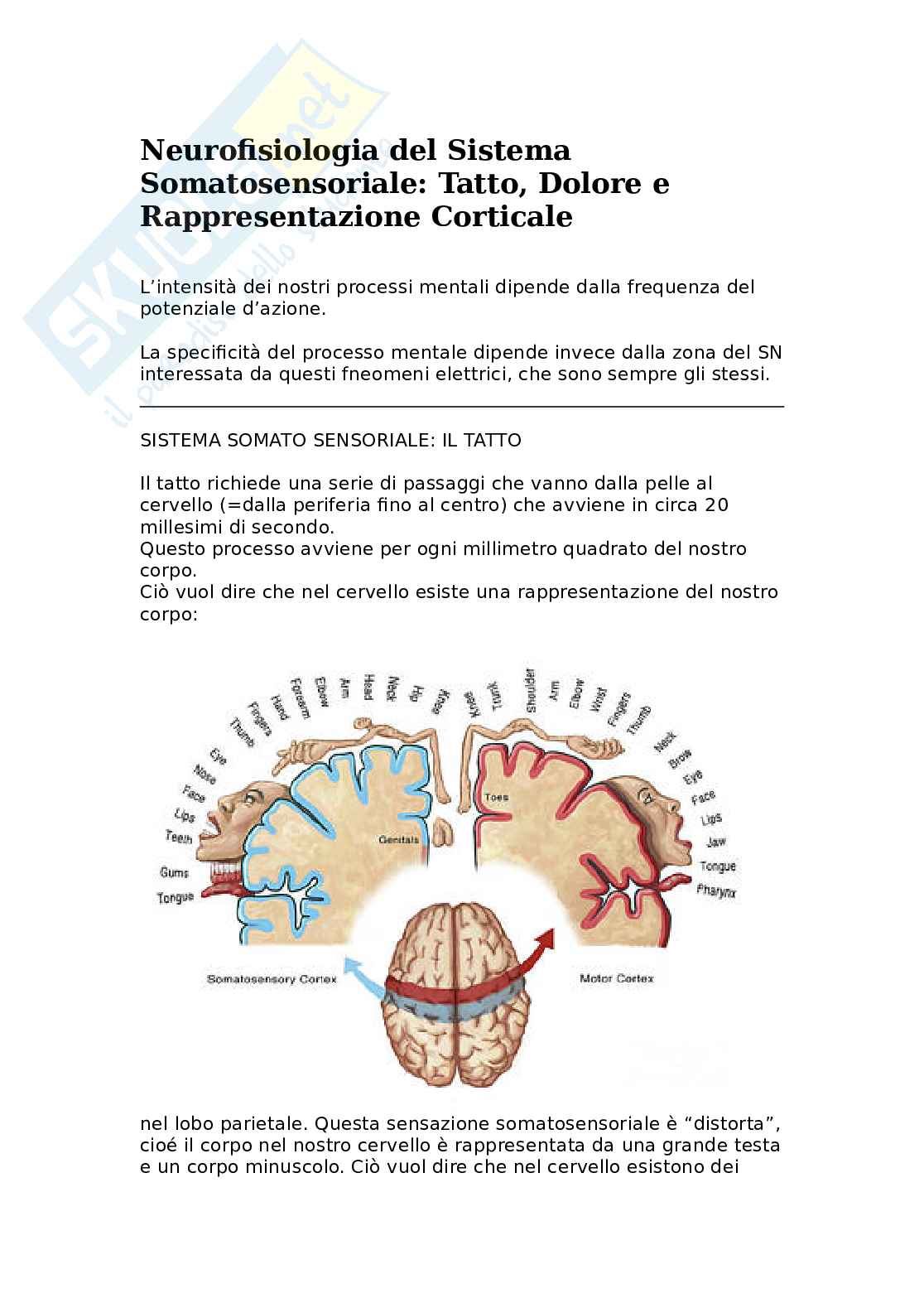 Neurofisiologia del sistema somatosensoriale: tatto, dolore e rappresentazione corticale Pag. 1