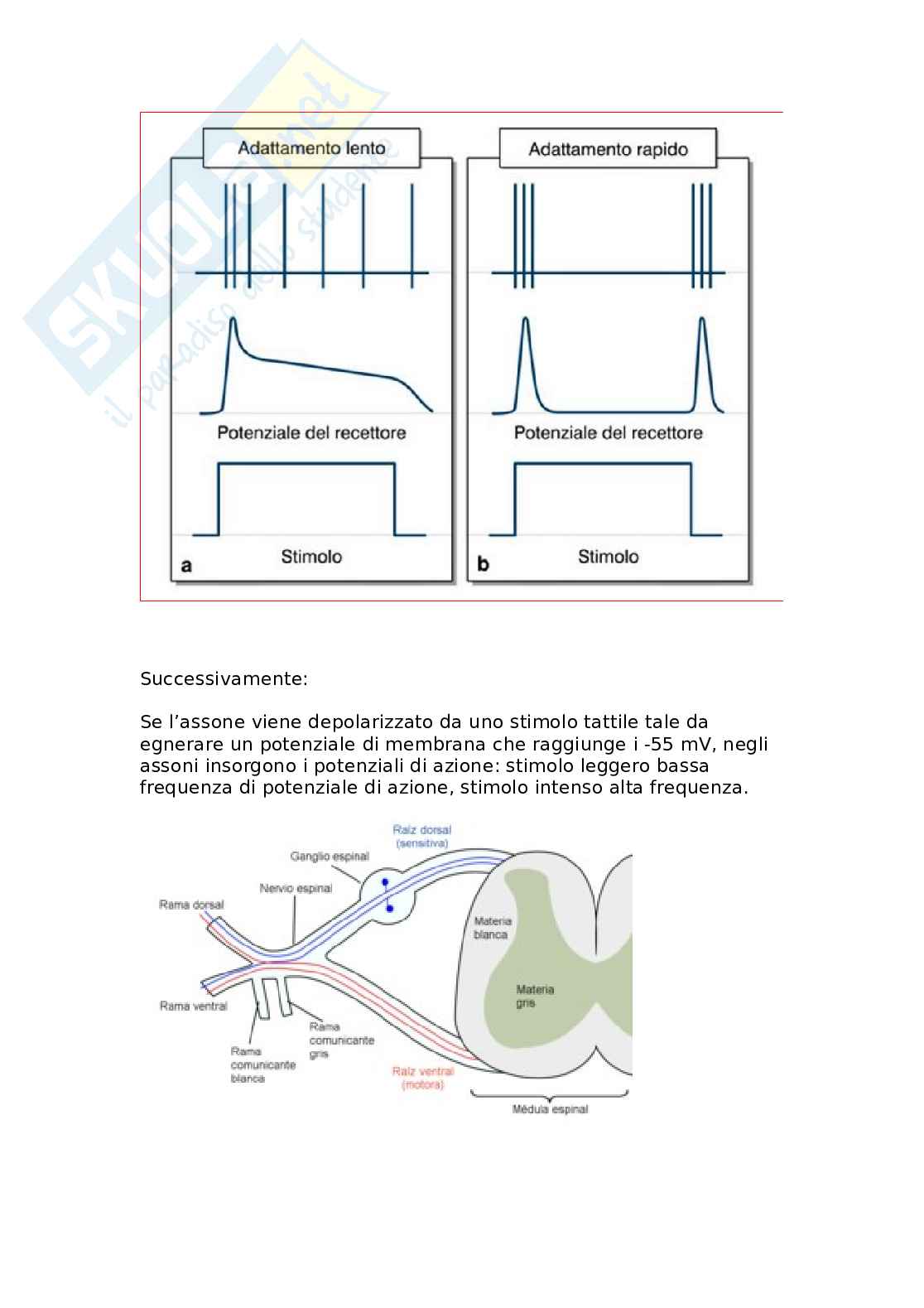 Neurofisiologia del sistema somatosensoriale: tatto, dolore e rappresentazione corticale Pag. 6