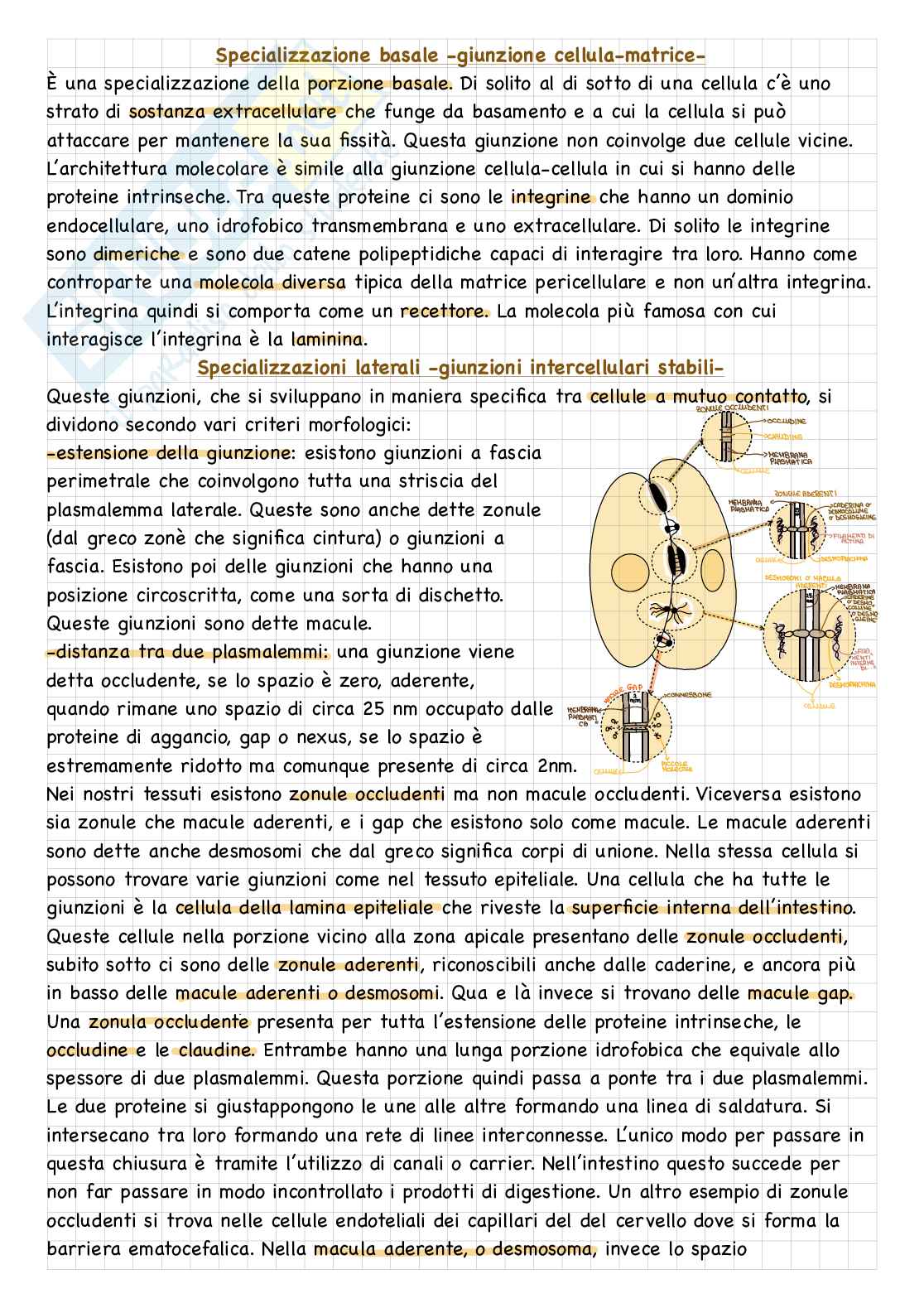 Istologia - Membrana plasmatica  Pag. 6
