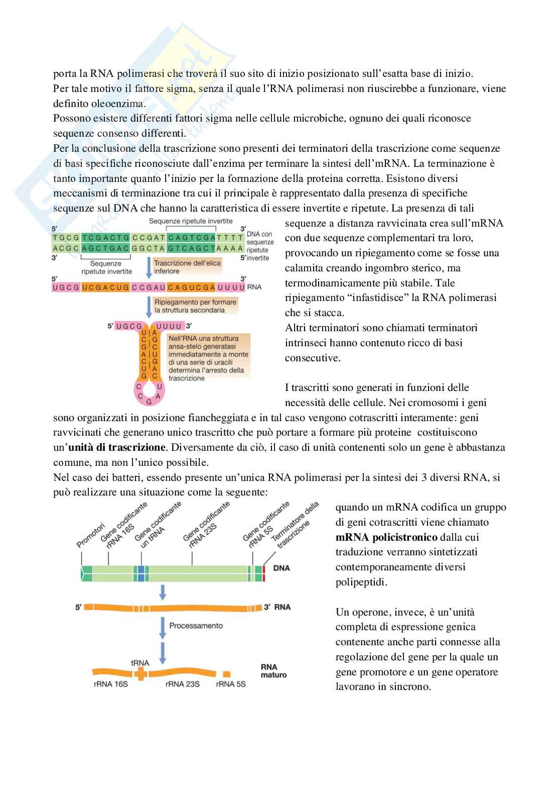 Appunti di Microbiologia Pag. 31