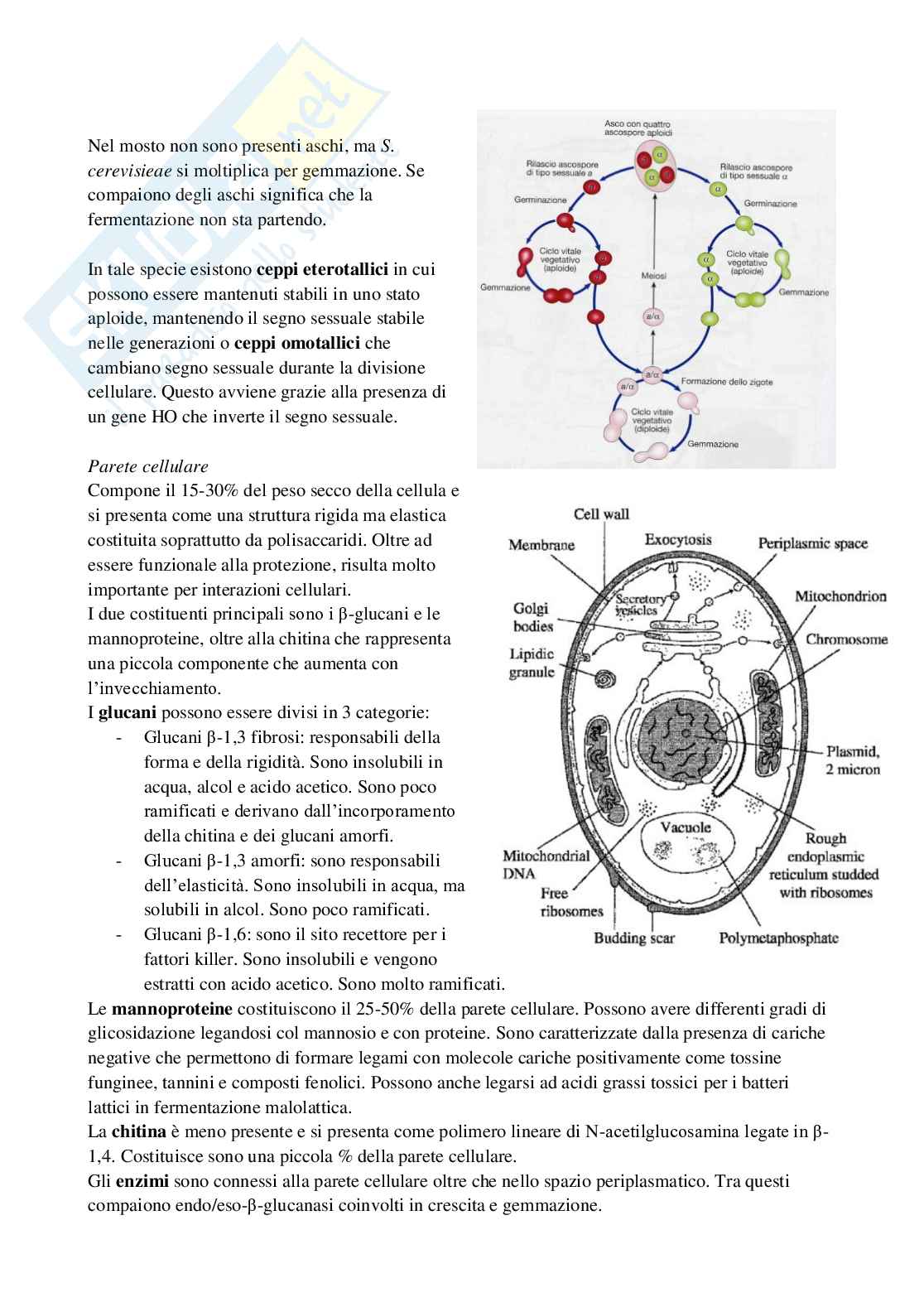 Appunti di Microbiologia Pag. 46