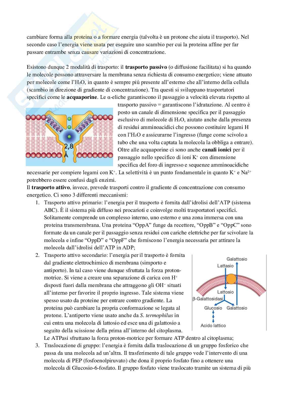 Appunti di Microbiologia Pag. 6