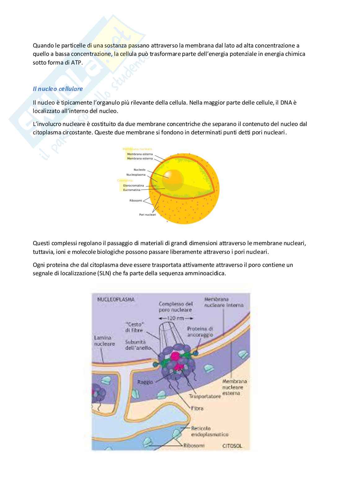 Citologia per esame di citologia, istologia ed anatomia umana Pag. 2