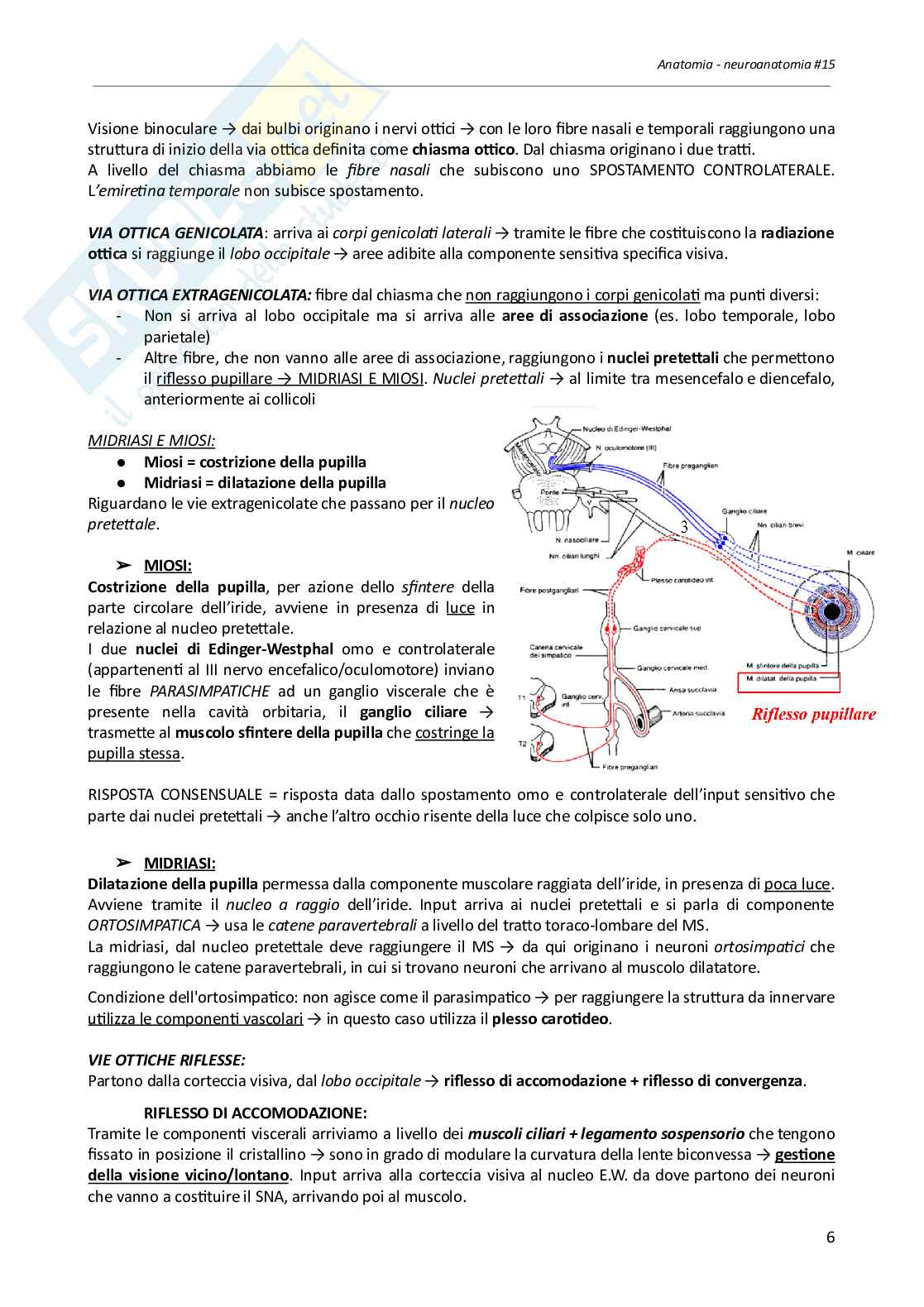 Neuroanatomia, appunti del corso - parte 3 di 3 Pag. 11