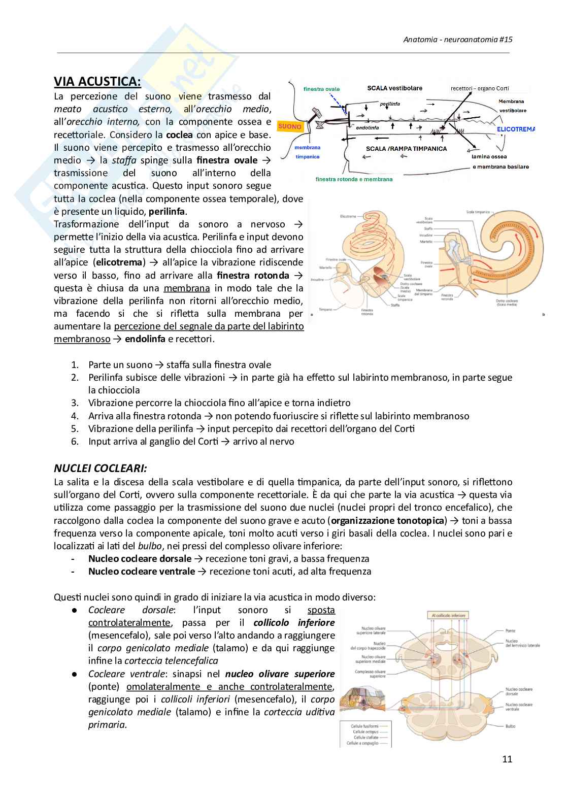 Neuroanatomia, appunti del corso - parte 3 di 3 Pag. 16