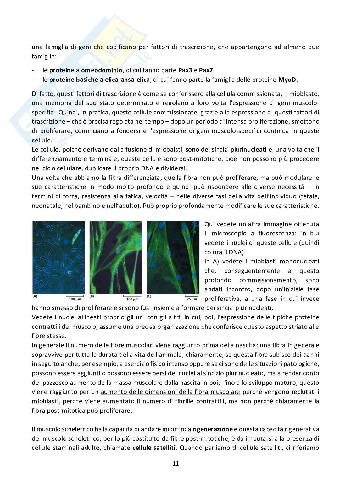 Biologia cellulare  Pag. 11