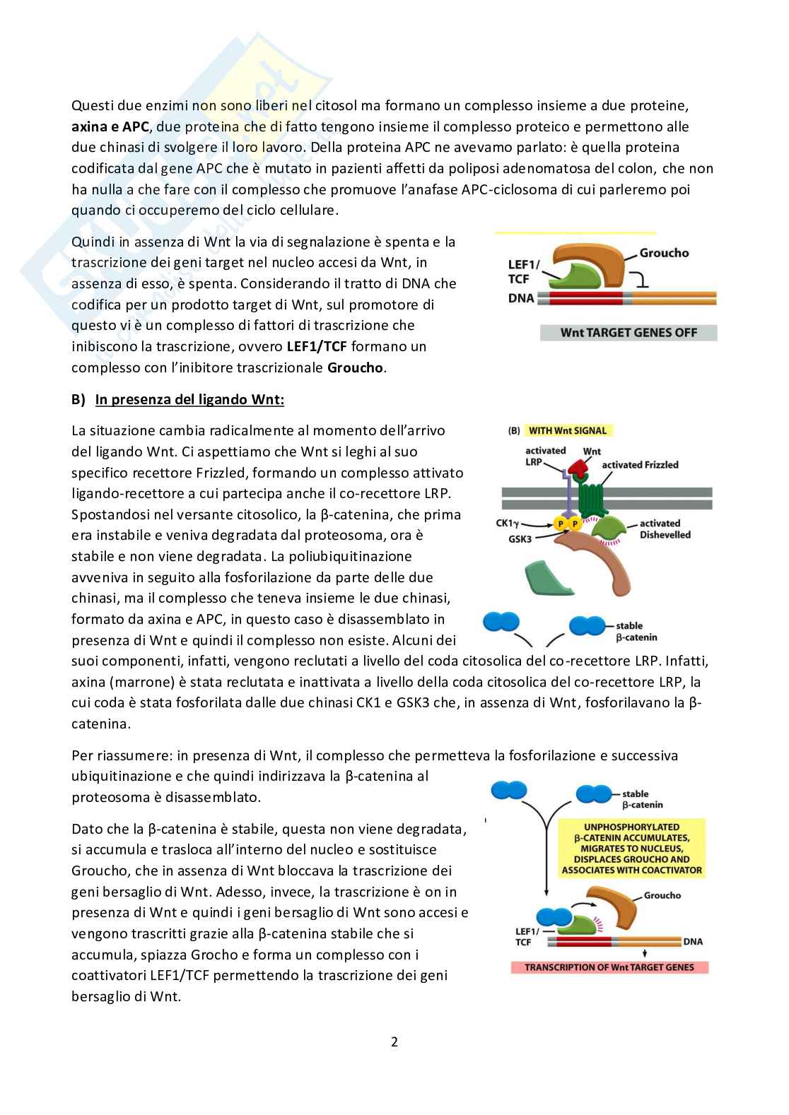 Biologia cellulare  Pag. 2