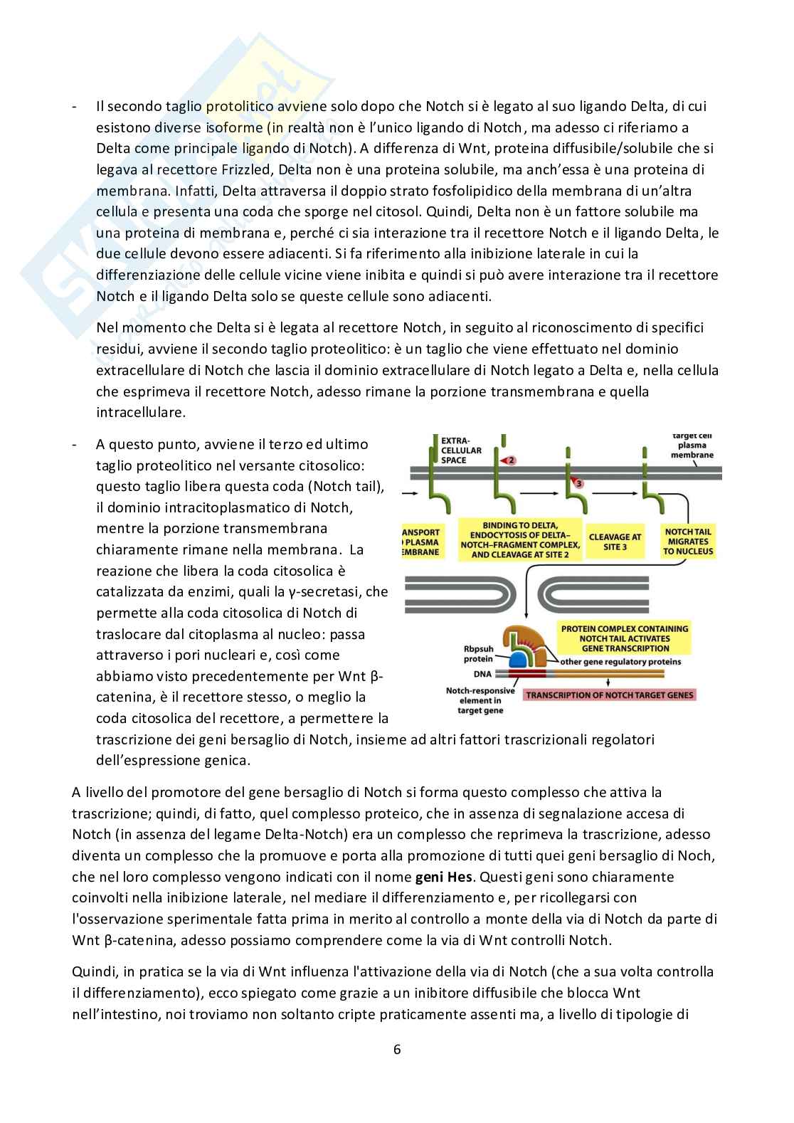 Biologia cellulare  Pag. 6