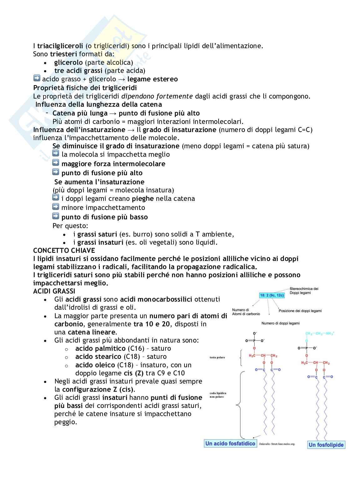 Struttura e funzione delle molecole organiche negli alimenti Pag. 31