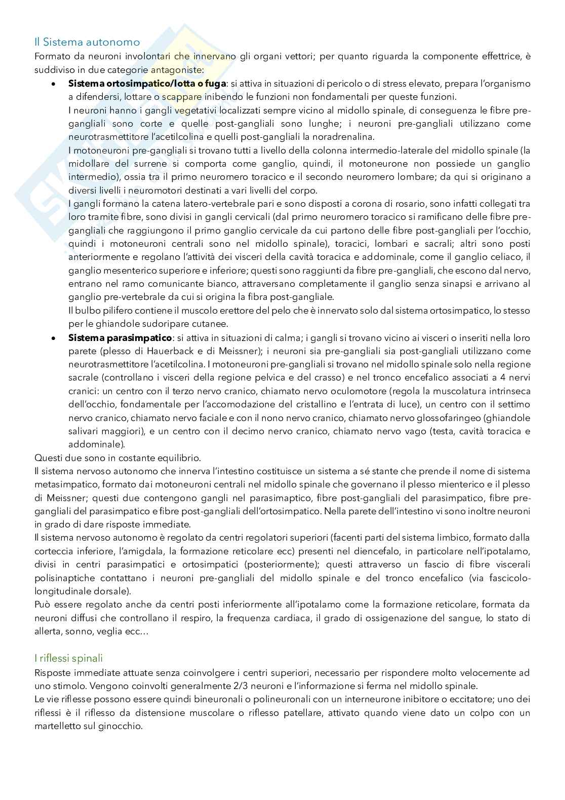 Appunti degli argomenti dell'esame finale di Anatomia umana: apparato genitale, sistema endocrino e sistema nervoso Pag. 16