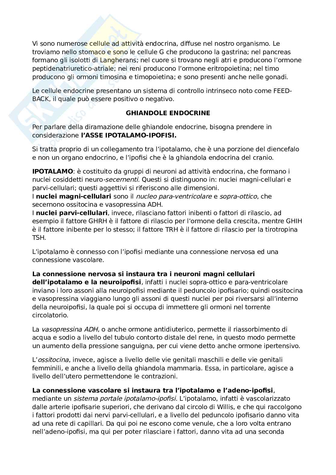 Sistema endocrino Pag. 2