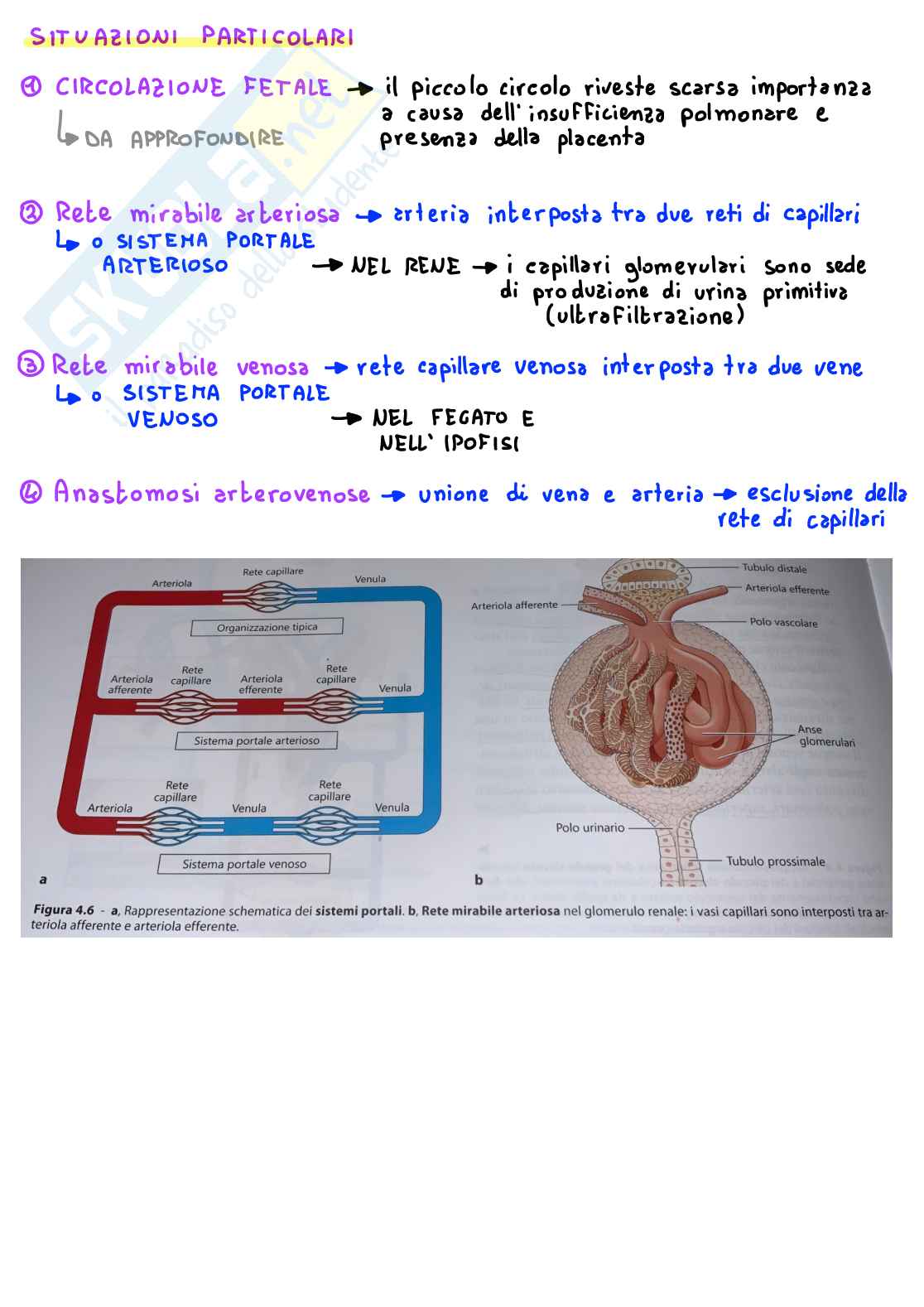 Appunti sul Sistema circolatorio (focus su microanatomia): mappe concettuali digitali a colori con immagini Pag. 2