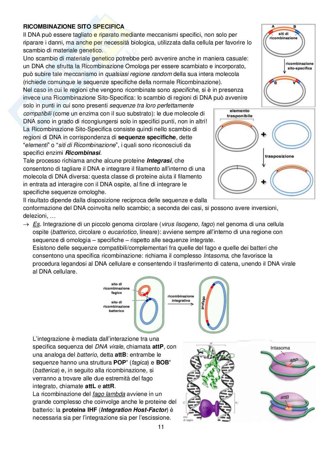 Biologia Molecolare - seconda parte Pag. 11