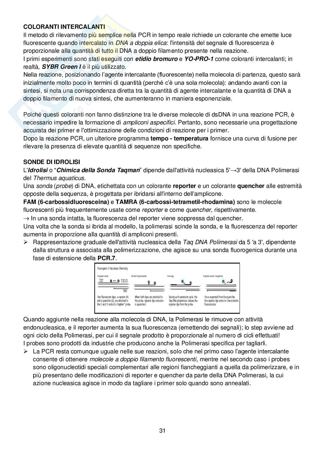 Biologia Molecolare - seconda parte Pag. 31