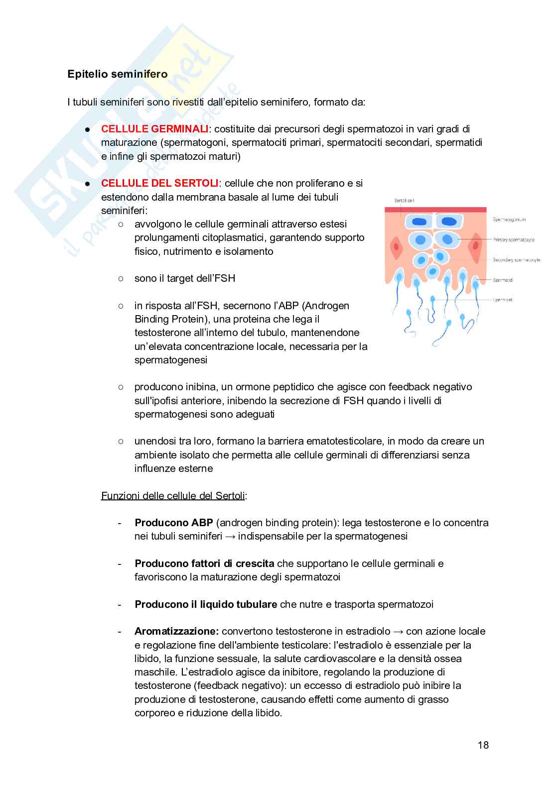 Embriologia, parte 1 - gametogenesi e fecondazione  Pag. 16